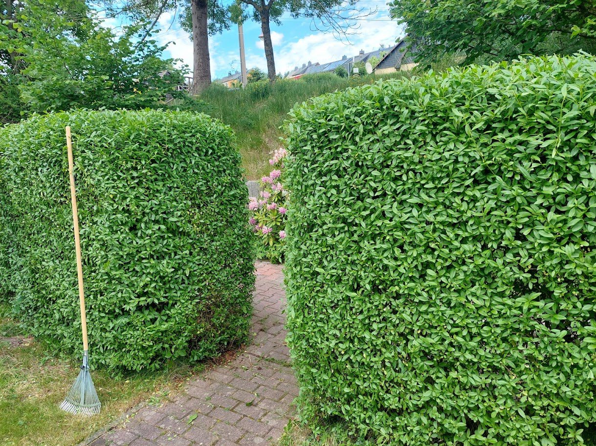 Gartenpflege Erzgebirge – gepflegte Hecke und Gartenarbeiten von Hübner Service